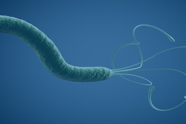 H. pylori-related Gene Manipulation...