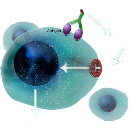 article cover - AI Antibody Engineering in the Biopharmaceutical Industry