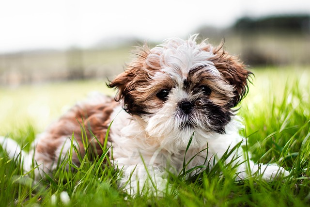 article cover - Gentle & Effective Care: Discover the Best Dog Shampoo...