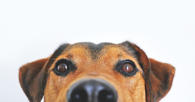 article cover - Pawbiotix: Supporting Your Dog&rsquo;s Gut Health Naturally