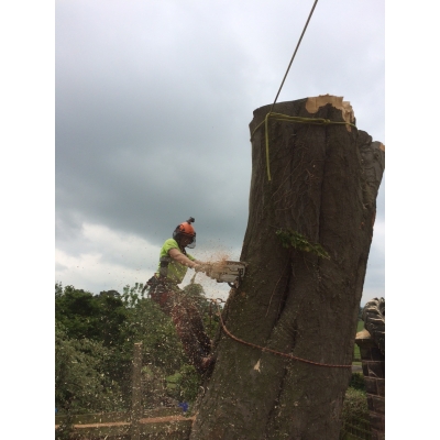Uppercut tree surgeons 