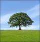 OAK Training