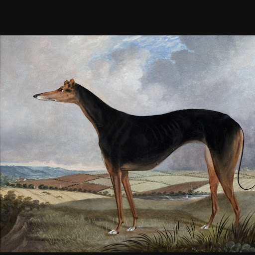 Nawaf AK