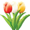 Tulip Singles