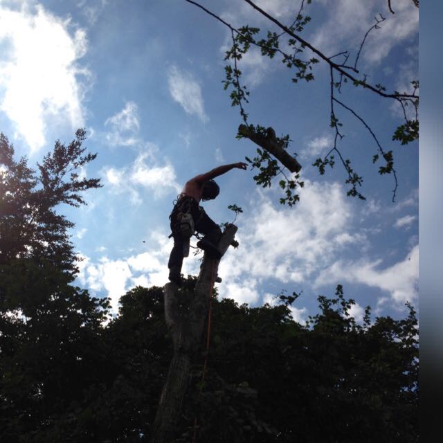 Scott Davies tree surgeon