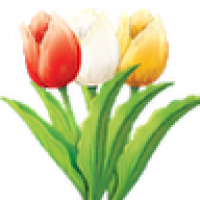 Tulip Singles - Asset Valuer 