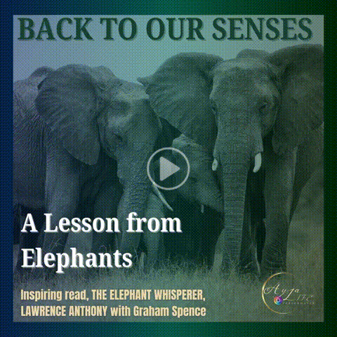 Video for BACK TO OUR SENSES: A Lesson From Elephants